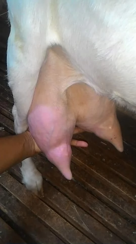 jual susu kambing etawa murni di jakarta